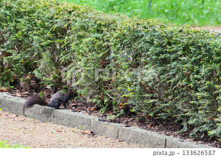 Sciurus vulgaris fuscoater squirrel near bushes in park searching for food Sciurus vulgaris fuscoater squirrel near bushes in park searching for food 133626587