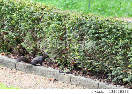 Sciurus vulgaris fuscoater squirrel near bushes in park searching for food Sciurus vulgaris fuscoater squirrel near bushes in park searching for food 133626588
