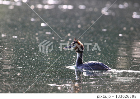 Crested Grebe Floating on Green Lake in Springtime Crested Grebe Floating on Green Lake in Springtime 133626598