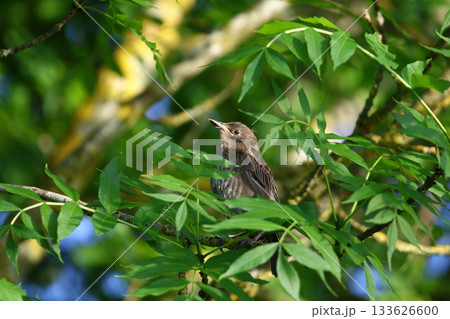 Common Blackbird Turdus Merula Sitting on Tree Branch in Spring Park 133626600