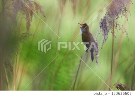 Reed warbler perched on dry stem near Regensburg lake in spring 133626605