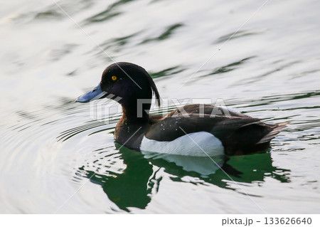 Silhouette of a female tufted duck swimming against a bright sky Silhouette of a female tufted duck swimming against a bright sky 133626640