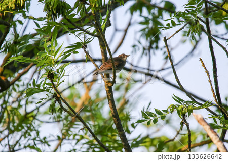 Woodland songbird on spring branch 133626642