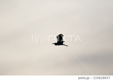 Grey heron silhouette flying against bright blue sky with spread wings 133626657
