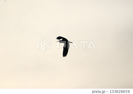 Grey heron silhouette flying against bright blue sky with spread wings Grey heron silhouette flying against bright blue sky with spread wings 133626659