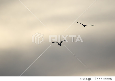 Grey heron silhouette flying against bright blue sky with spread wings 133626660