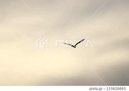 Grey heron silhouette flying against bright blue sky with spread wings Grey heron silhouette flying against bright blue sky with spread wings 133626663