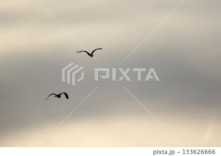 Grey heron silhouette flying against bright blue sky with spread wings 133626666