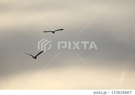 grey heron perched on dry tree branches against clear blue sky grey heron perched on dry tree branches against clear blue sky 133626667