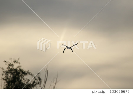 Grey heron silhouette flying against bright blue sky with spread wings 133626673