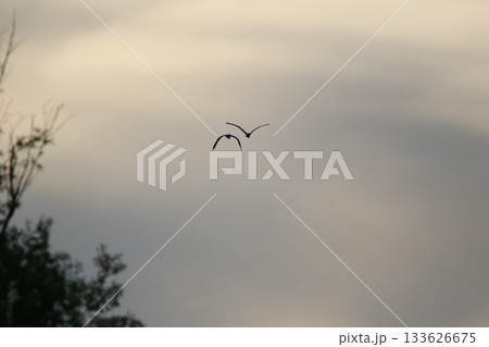 Grey heron silhouette flying against bright blue sky with spread wings 133626675