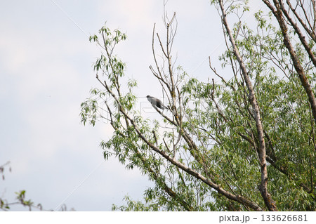 Common Cuckoo Perched High on Tree Branch in Natural Woodland Setting 133626681