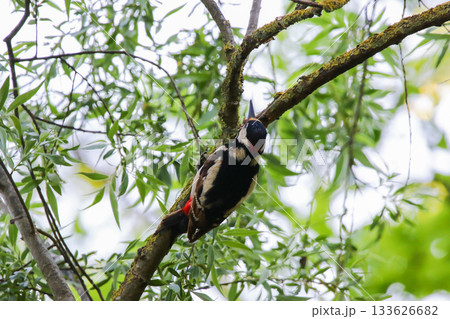 Great Spotted Woodpecker perched on tree branch with lush green leaves Great Spotted Woodpecker perched on tree branch with lush green leaves 133626682