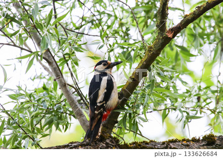 Great Spotted Woodpecker perched on tree branch with lush green leaves 133626684
