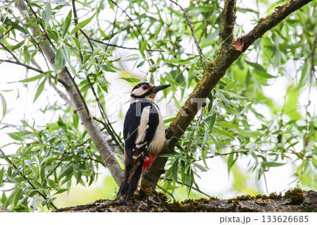 Great Spotted Woodpecker perched on tree branch with lush green leaves Great Spotted Woodpecker perched on tree branch with lush green leaves 133626685