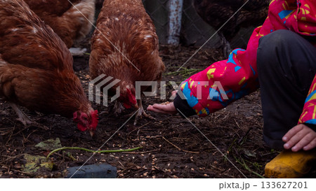 Child hand-feeding brown chickens grain in a rustic farmyard, close-up of gentle interaction and rural childhood connection with animals, simple sustainable country life. Child hand-feeding brown chickens grain in a rustic farmyard, close-up of gentle interaction and rural childhood connection with animals, simple sustainable country life. 133627201