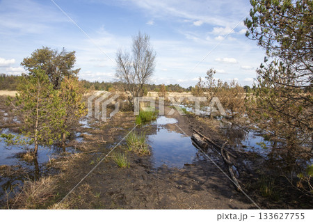 Exploring the wetlands of Leersumse Veld nature reserve in the Netherlands under a clear blue sky Exploring the wetlands of Leersumse Veld nature reserve in the Netherlands under a clear blue sky 133627755