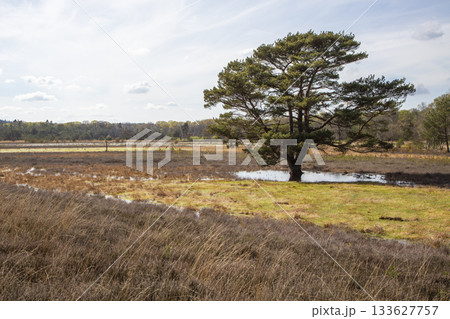 Exploring the unique landscape of Leersumse Veld nature reserve in the Netherlands during a sunny afternoon Exploring the unique landscape of Leersumse Veld nature reserve in the Netherlands during a sunny afternoon 133627757