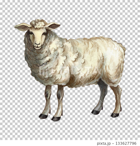 A sheep standing in profile. Hand-drawn watercolor illustration. Perfect for livestock farms or agricultural projects. Also suitable for labels, packaging, banners, and more. 133627796