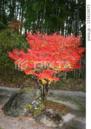 鮮やかに紅葉した庭木と竹林の和風風景|ドウダンツツジ,紅葉,竹林,石 鮮やかに紅葉した庭木と竹林の和風風景|ドウダンツツジ,紅葉,竹林,石 133628073