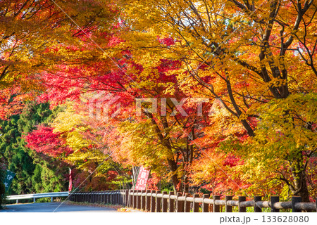 水沢もみじ谷の紅葉《三重県 四日市市》 133628080