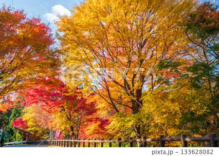 水沢もみじ谷の紅葉《三重県 四日市市》 133628082