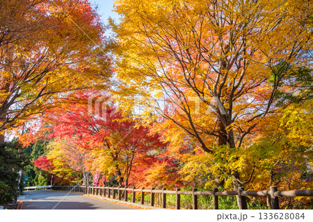 水沢もみじ谷の紅葉《三重県 四日市市》 133628084