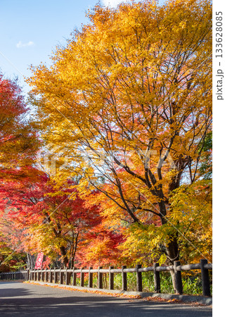水沢もみじ谷の紅葉《三重県 四日市市》 133628085