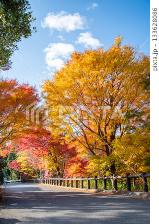 水沢もみじ谷の紅葉《三重県 四日市市》 133628086