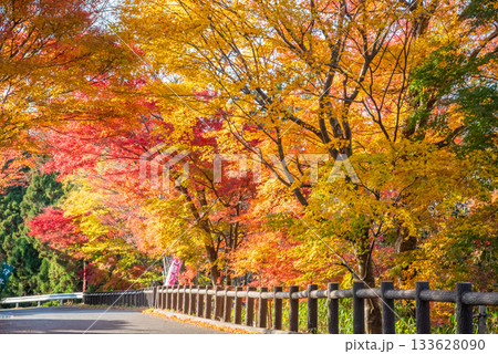 水沢もみじ谷の紅葉《三重県 四日市市》 133628090