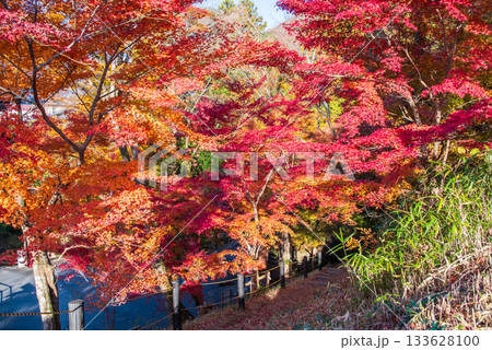 水沢もみじ谷の紅葉《三重県 四日市市》 133628100