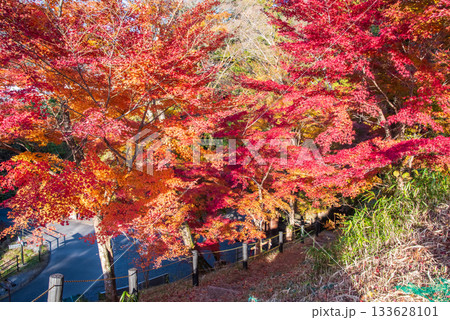 水沢もみじ谷の紅葉《三重県 四日市市》 水沢もみじ谷の紅葉《三重県 四日市市》 133628101
