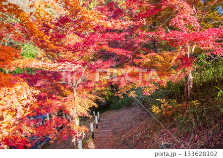 水沢もみじ谷の紅葉《三重県 四日市市》 133628102