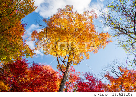 水沢もみじ谷の紅葉《三重県 四日市市》 133628108