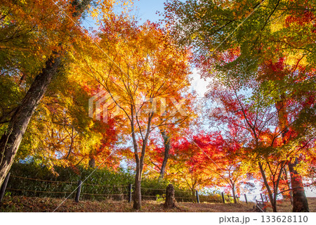 水沢もみじ谷の紅葉《三重県 四日市市》 133628110