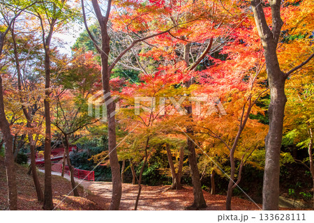 水沢もみじ谷の紅葉《三重県 四日市市》 133628111