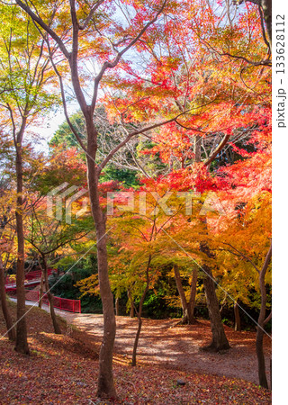 水沢もみじ谷の紅葉《三重県 四日市市》 133628112