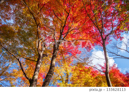 水沢もみじ谷の紅葉《三重県 四日市市》 133628113