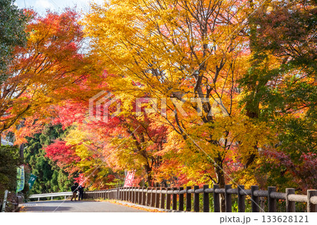 水沢もみじ谷の紅葉《三重県 四日市市》 133628121