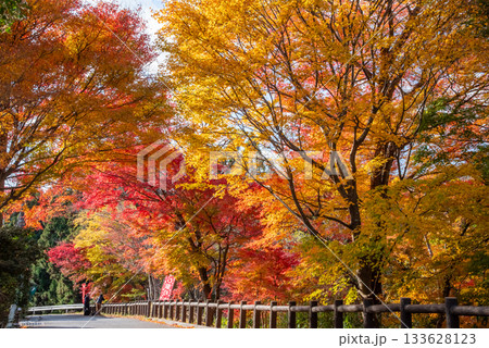 水沢もみじ谷の紅葉《三重県 四日市市》 133628123