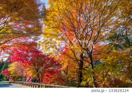 水沢もみじ谷の紅葉《三重県 四日市市》 133628124