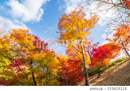 水沢もみじ谷の紅葉《三重県 四日市市》 133628128