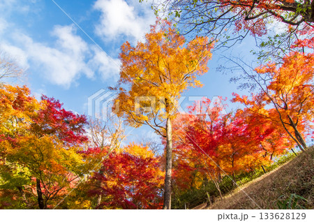 水沢もみじ谷の紅葉《三重県 四日市市》 133628129