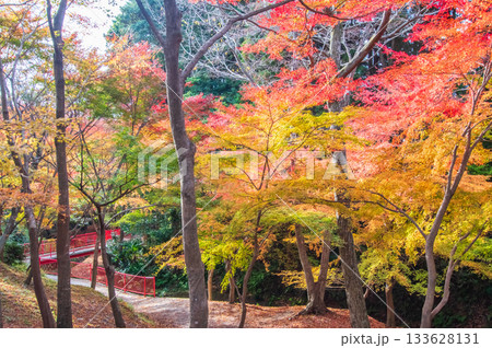 水沢もみじ谷の紅葉《三重県 四日市市》 133628131