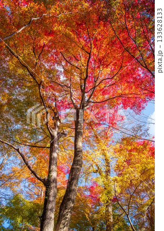 水沢もみじ谷の紅葉《三重県 四日市市》 水沢もみじ谷の紅葉《三重県 四日市市》 133628133