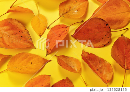 Orange coloured autumn leaves on yellow board, top down view Orange coloured autumn leaves on yellow board, top down view 133628136