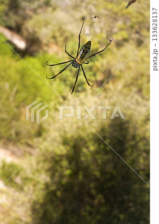 Red legged golden orb weaver spider female - Nephila inaurata madagascariensis, resting on her nest, sun over blurred bushes in background Red legged golden orb weaver spider female - Nephila inaurata madagascariensis, resting on her nest, sun over blurred bushes in background 133628137