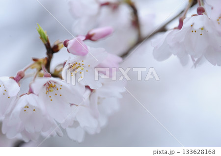 いつか見た桜 いつか見た桜 133628168