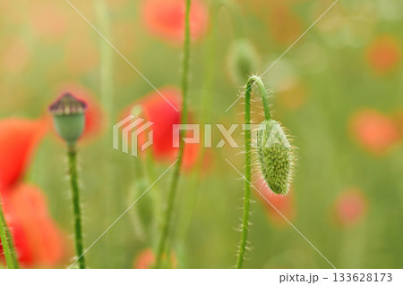 Green closed wild poppy bud growing in field of unripe wheat, closeup shallow depth of field soft photo Green closed wild poppy bud growing in field of unripe wheat, closeup shallow depth of field soft photo 133628173