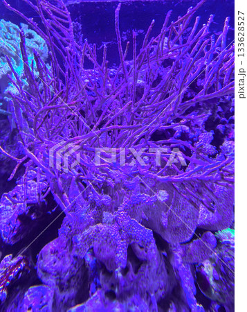 Colorful underwater scene featuring vibrant coral reef in a marine aquarium 133628527